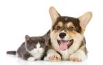 Несахарный диабет у собак и кошек: причины, диагностика и лечение