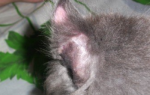 Почему у кота залысины возле ушей Лечение