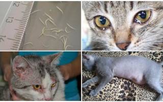 Белые глисты у кошек: способы заражения и эффективные методы лечения