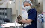 Обработка швов кошки после стерилизации