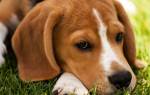 Как выглядят глисты у собак: основные типы паразитов и способы заражения