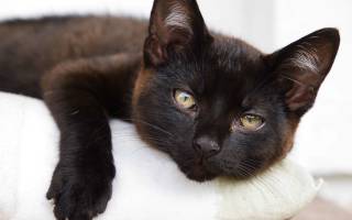 Лейкоз у кошек: симптомы и лечение лейкемии