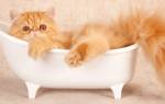 Как часто можно мыть кошек — Котейки