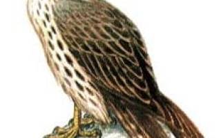 Балобан (Falco cherug)Eng. Saker falcon