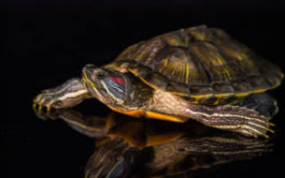 Размножение черепах: потомство в неволе