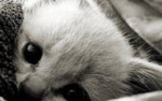 Инфекционные заболевания кошек кошачий грипп
