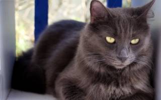 Описание красивейшей породы кошек нибелунг