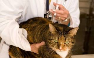 Вакцинация кошке от лишая