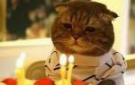 Как поздравить с днем рождения кошку