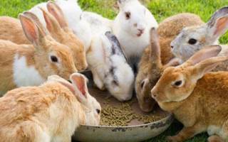 Состав корма для кроликов заготовка кормов