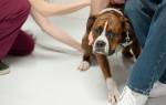 Собака боится хозяина: причины фобии и пути преодоления