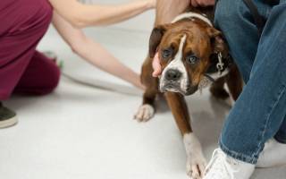 Что делать если ваш щенок боится других собак: советы и рекомендации