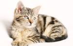 Дуоденит у кошек: причины, диагностика, лечение