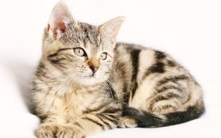 Дуоденит у кошек: причины, диагностика, лечение