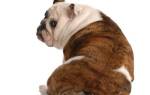 Спондилез — патология позвоночника у собак