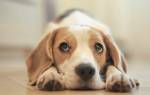 У собаки закисают глаза: причины, симптомы, лечение