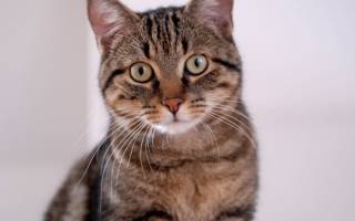 Полосатые породы кошек: фото, названия