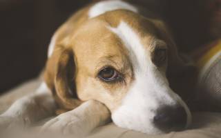 Причины и способы лечения кишечной непроходимости у собаки