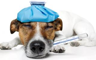 Нормальная температура у собак