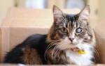 Катаракта у кошек: симптомы и лечение