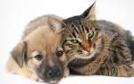 Парвовироз у собак и кошек: пути заражения, диагностика, лечение