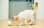 Можно ли давать кошкам молоко польза и вред