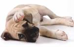 Гастрит у собак: формы, симптомы и проявления