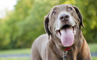 Учащенное дыхание у собаки: причины и симптомы