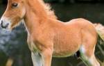 Самые маленькие лошади в мире