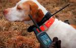 Ошейники для собак с GPS
