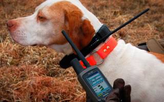 Ошейники для собак с GPS