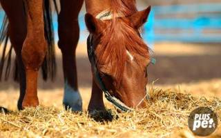 Правильное кормление лошадей полезные советы