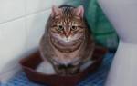 Касторовое масло для кошек при запоре: важные нюансы