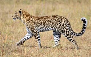 Как живет леопард в природе
