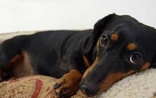 Защемление нерва у собаки: лечение и причины проблемы