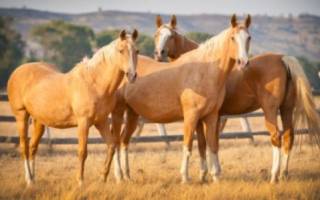 Разведение лошадей как бизнес: от А до Я