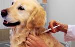 Карантин после прививки от бешенства у собак