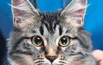 Кастрация кота: информация для владельцев