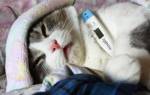 Болезни кошек: симптомы и лечение