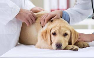 Почечная недостаточность у собак — причины, симптомы и лечение синдрома