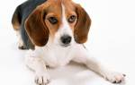 Папилломатоз у собак: причины возникновения и способы лечения
