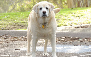 Ожирение у собак: причины и методы борьбы с лишним весом