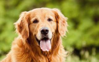 Гамавит для собак — универсальное средство профилактики