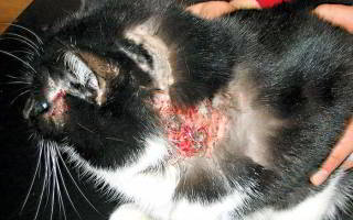 Лечение атопического дерматита у кошек