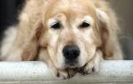 Артрит у собак: типы болезни и способы лечения