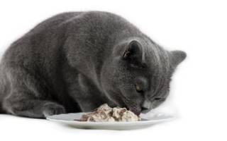 Как подобрать корм для британской кошки