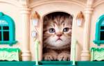 Как приучить немолодого кота к новому дому