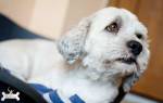 Выпадение прямой кишки — ректальный пролапс у собаки