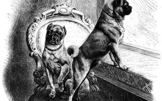 Мопс — история происхождения собаки