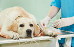 Гепатовет для собак: описание препарата, применение, дозировка